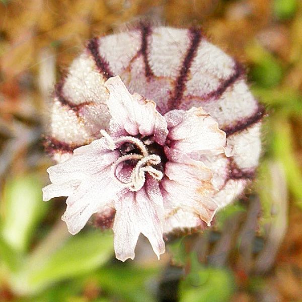 Silene uralensis arctica Svalbard Longyearbyen 2014 3 A.Elven a